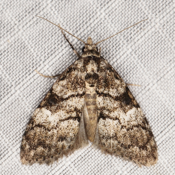 /filer/webapps/moths/media/images/N/nigristriga_Meganola_A_Heyns_01.JPG