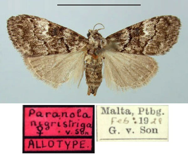 /filer/webapps/moths/media/images/N/nigristriga_Paranola_AT_TMSA.jpg