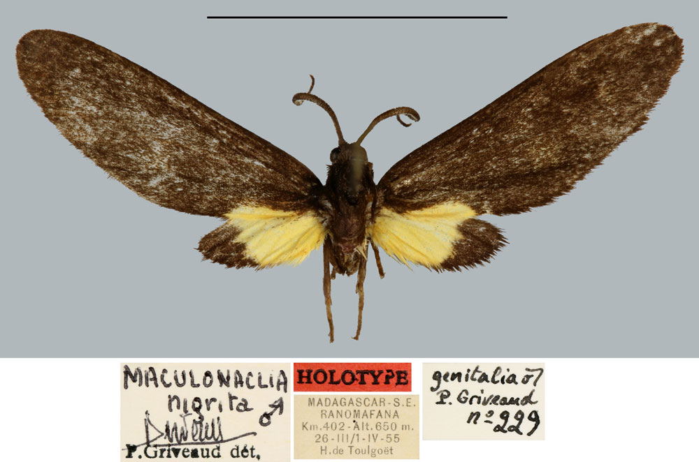 /filer/webapps/moths/media/images/N/nigrita_Maculonaclia_HT_MNHN.jpg