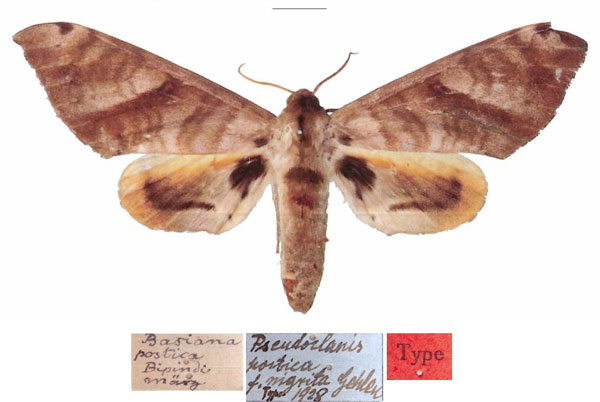/filer/webapps/moths/media/images/N/nigrita_Pseudoclanis_HT_MfN.jpg