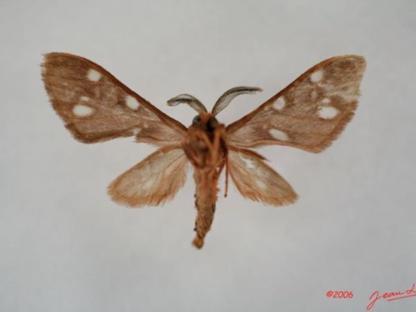 /filer/webapps/moths/media/images/N/nigrita_Pseudothyretes_A_Albertb_01.jpg