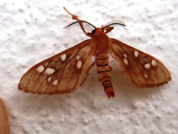 /filer/webapps/moths/media/images/N/nigrita_Pseudothyretes_A_Staley.jpg