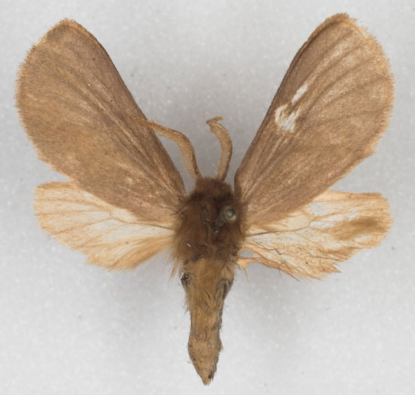 /filer/webapps/moths/media/images/N/nigritarsis_Metarctia_HT_MCSG_01.jpg