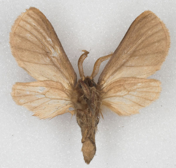/filer/webapps/moths/media/images/N/nigritarsis_Metarctia_HT_MCSG_02.jpg