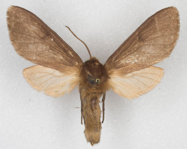/filer/webapps/moths/media/images/N/nigritarsis_Metarctia_PT_MCSG_01.jpg