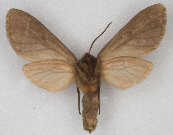 /filer/webapps/moths/media/images/N/nigritarsis_Metarctia_PT_MCSG_02.jpg