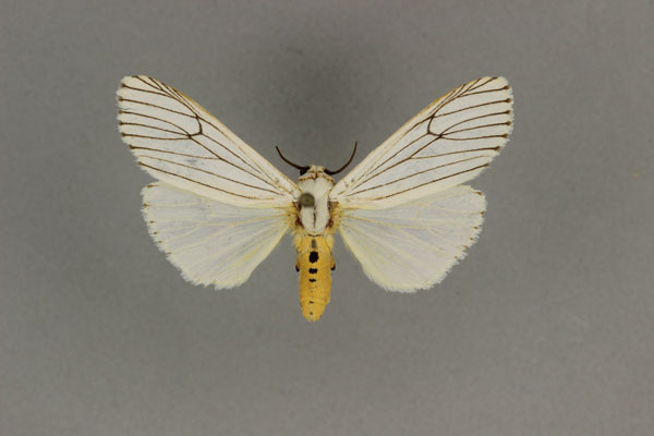 /filer/webapps/moths/media/images/N/nigrivena_Acantharctia_LT_BMNH.jpg