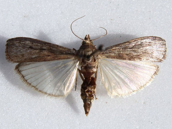 /filer/webapps/moths/media/images/N/nigrivenella_Mussidia_A_Goff.jpg