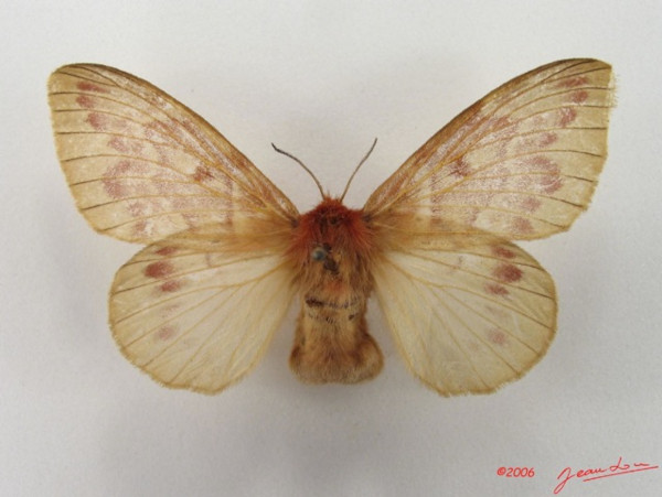 /filer/webapps/moths/media/images/N/nigrivenis_Lechriolepis_AF_Alberta_01.jpg