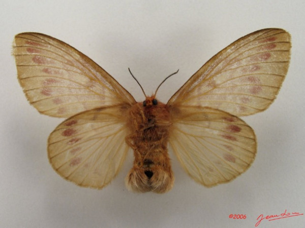 /filer/webapps/moths/media/images/N/nigrivenis_Lechriolepis_AF_Albertb_01.jpg