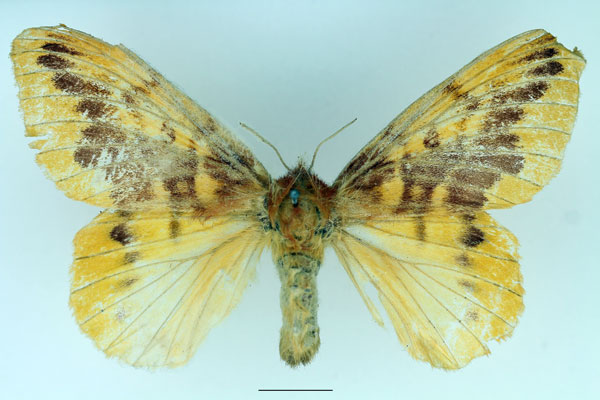 /filer/webapps/moths/media/images/N/nigrivenis_Lechriolepis_AF_Basquin_01.jpg