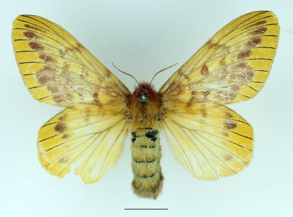 /filer/webapps/moths/media/images/N/nigrivenis_Lechriolepis_AF_Basquin_02.jpg