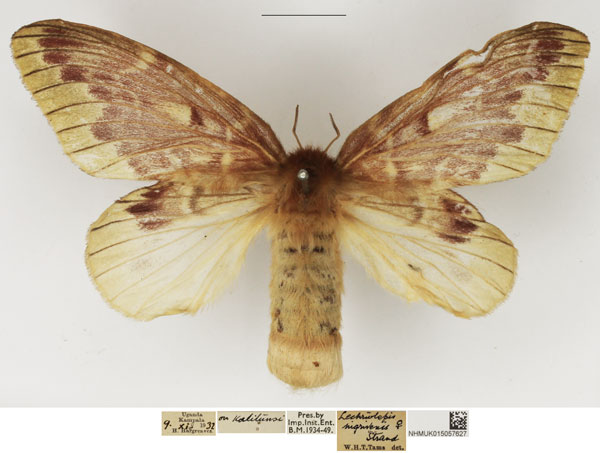 /filer/webapps/moths/media/images/N/nigrivenis_Lechriolepis_AF_NHMUK_01.jpg