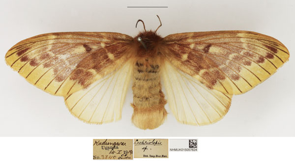 /filer/webapps/moths/media/images/N/nigrivenis_Lechriolepis_AF_NHMUK_02.jpg