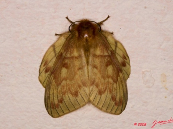 /filer/webapps/moths/media/images/N/nigrivenis_Lechriolepis_A_Albert_02.jpg