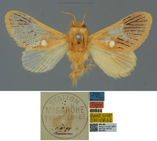 /filer/webapps/moths/media/images/N/nigrivenosa_Delorhachis_HT_MfN.jpg