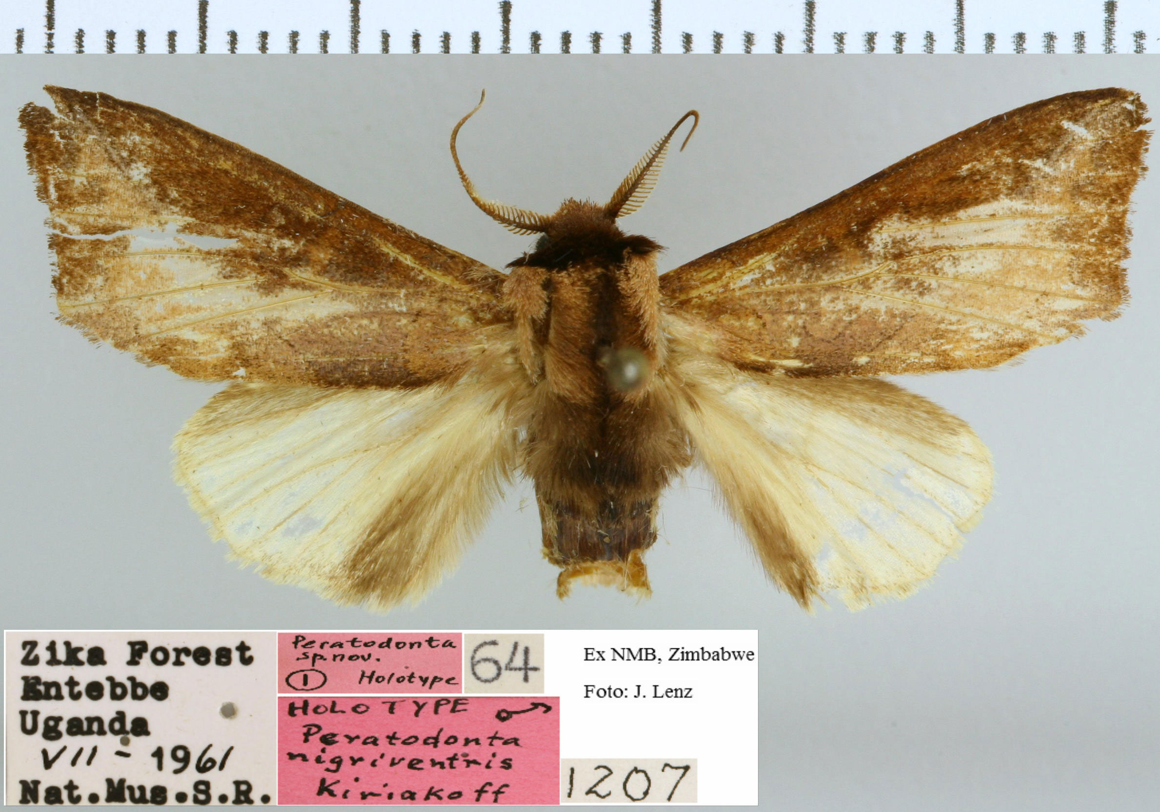 /filer/webapps/moths/media/images/N/nigriventris_Peratodonta_HT_NMB.jpg