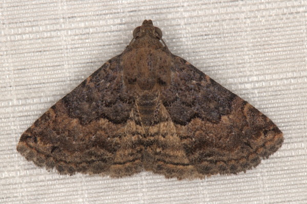/filer/webapps/moths/media/images/N/nigrivitta_Eublemma_A_Heyns_01.jpg