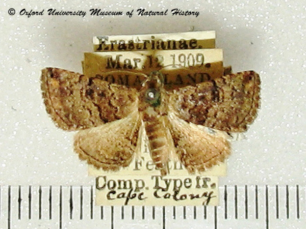 /filer/webapps/moths/media/images/N/nigrivitta_Eublemma_A_OUMNH.jpg