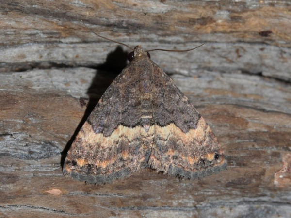 /filer/webapps/moths/media/images/N/nigrivitta_Eublemma_A_Roland.jpg