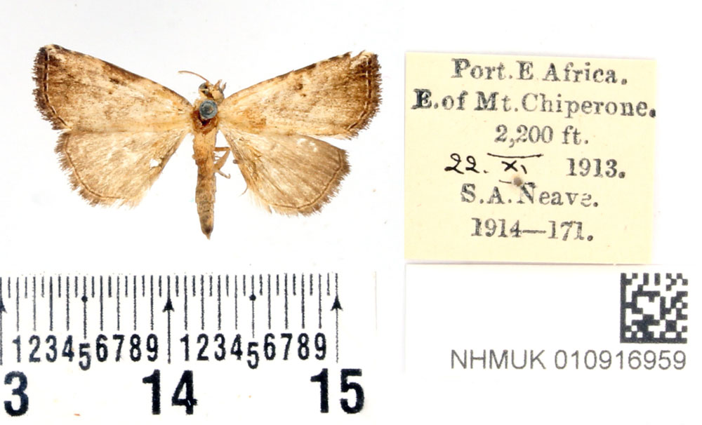 /filer/webapps/moths/media/images/N/nigrivitta_Pseudogyrtona_PTM_BMNH.jpg