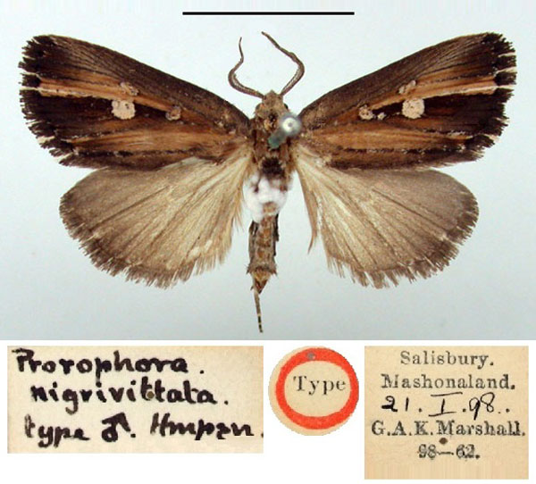 /filer/webapps/moths/media/images/N/nigrivittata_Matopo_HT_BMNH.jpg