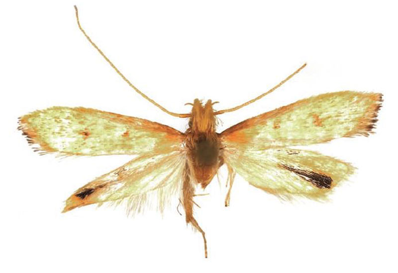 /filer/webapps/moths/media/images/N/nigrizosterus_Corymbus_HT_NHMO.jpg