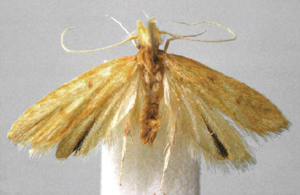 /filer/webapps/moths/media/images/N/nigrizosterus_Corymbus_PT_BMNH.jpg