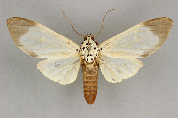 /filer/webapps/moths/media/images/N/nigroapicalis_Amerila_AF_BM.jpg