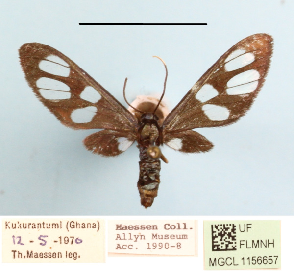 /filer/webapps/moths/media/images/N/nigrobasalis_Amata_A_MGCLa_02.JPG