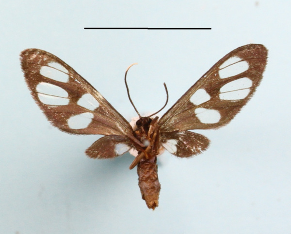 /filer/webapps/moths/media/images/N/nigrobasalis_Amata_A_MGCLb_02.JPG