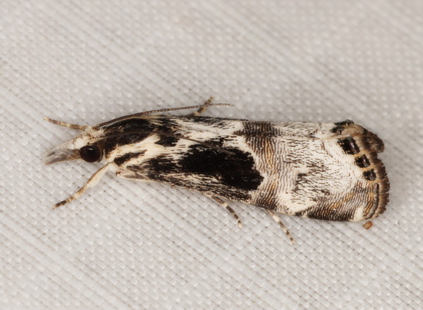 /filer/webapps/moths/media/images/N/nigrobasalis_Euchromius_A_Heyns_01.jpg