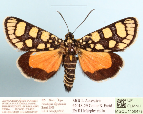 /filer/webapps/moths/media/images/N/nigrobasalis_Pseudopais_AF_MGCLa_02.JPG