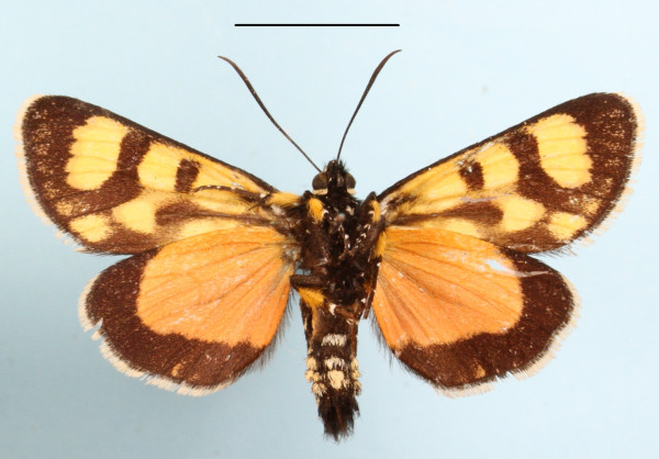 /filer/webapps/moths/media/images/N/nigrobasalis_Pseudopais_AF_MGCLb_02.JPG