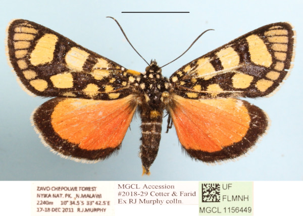 /filer/webapps/moths/media/images/N/nigrobasalis_Pseudopais_AM_MGCLa_01.JPG