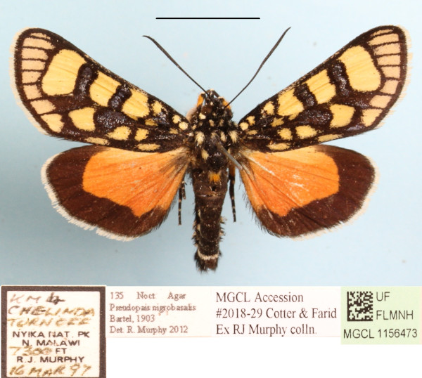 /filer/webapps/moths/media/images/N/nigrobasalis_Pseudopais_AM_MGCLa_03.JPG