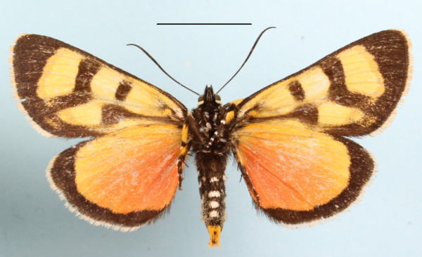 /filer/webapps/moths/media/images/N/nigrobasalis_Pseudopais_AM_MGCLb_01.JPG