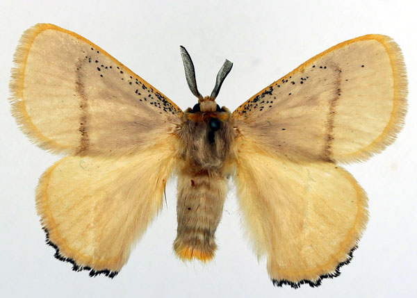 /filer/webapps/moths/media/images/N/nigrociliata_Chrysopoloma_AM_Basquin_01.jpg