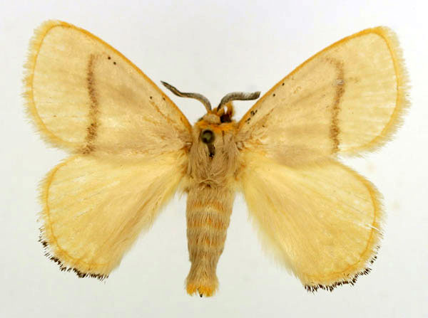 /filer/webapps/moths/media/images/N/nigrociliata_Chrysopoloma_AM_Basquin_02.jpg