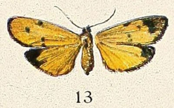 /filer/webapps/moths/media/images/N/nigrociliata_Eilema_HT_Aurivillius_19-13.jpg