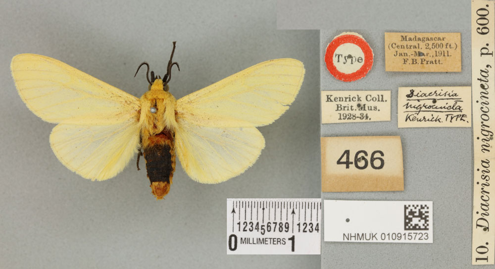 /filer/webapps/moths/media/images/N/nigrocincta_Diacrisia_HT_BMNHa.jpg