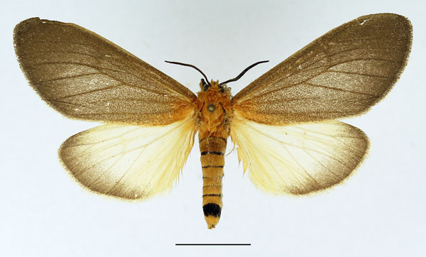 /filer/webapps/moths/media/images/N/nigrocincta_Paradiastema_AF_Basquin_01.jpg