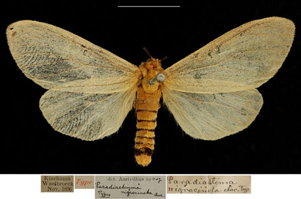 /filer/webapps/moths/media/images/N/nigrocincta_Paradiastema_HT_RBINSa.jpg
