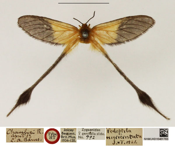 /filer/webapps/moths/media/images/N/nigrocristata_Pedoptila_HT_NHMUK.jpg