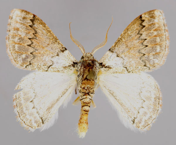 /filer/webapps/moths/media/images/N/nigrocristatus_Synclysmus_A_ZSM_01.jpg