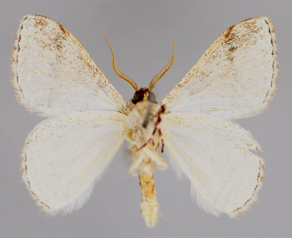 /filer/webapps/moths/media/images/N/nigrocristatus_Synclysmus_A_ZSM_02.jpg