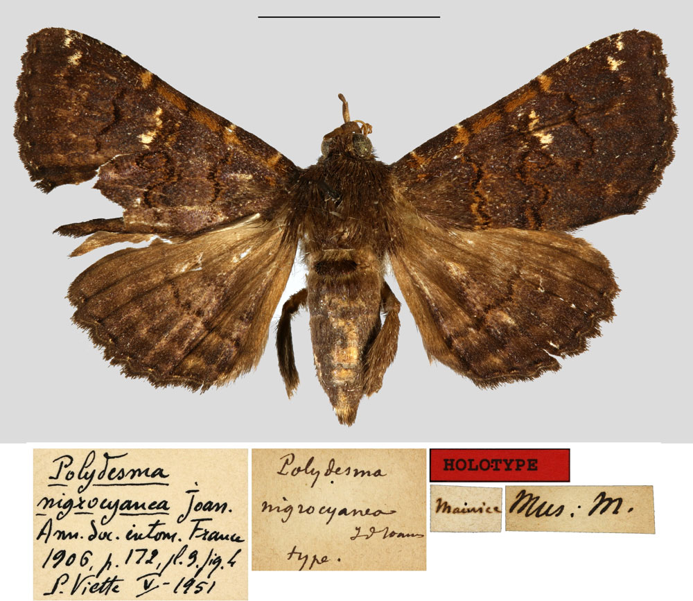 /filer/webapps/moths/media/images/N/nigrocyanea_Polydesma_HT_MNHN.jpg