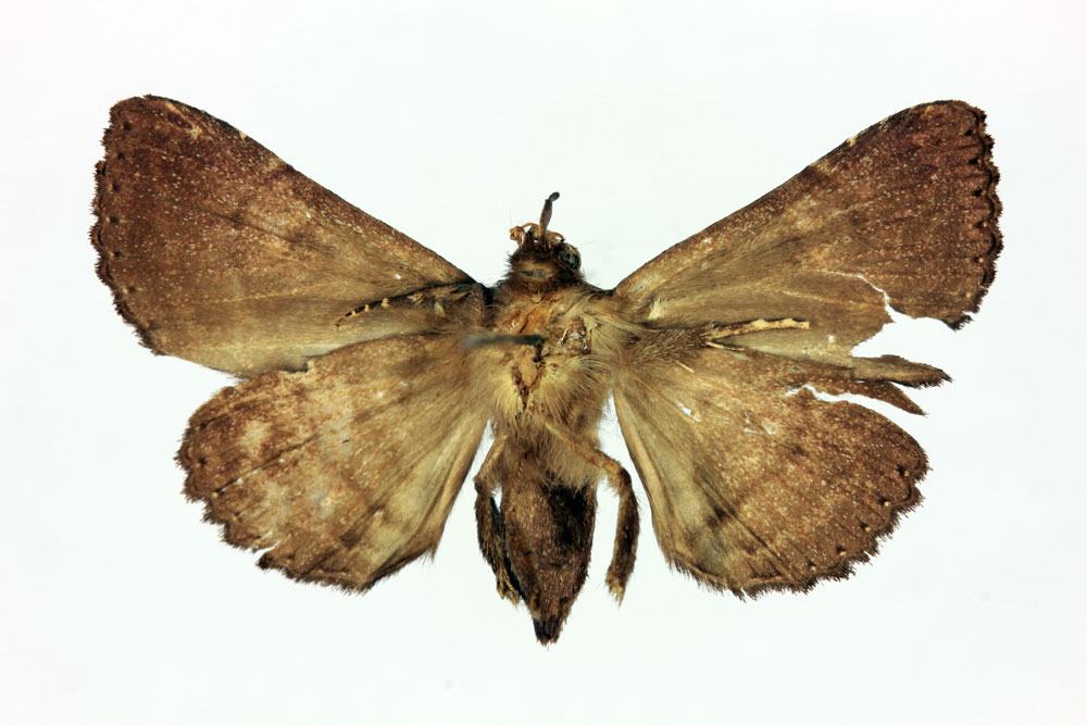 /filer/webapps/moths/media/images/N/nigrocyanea_Polydesma_HT_MNHNb.jpg