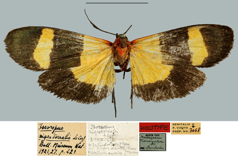 /filer/webapps/moths/media/images/N/nigrodorsalis_Issoropus_HT_MNHN.jpg