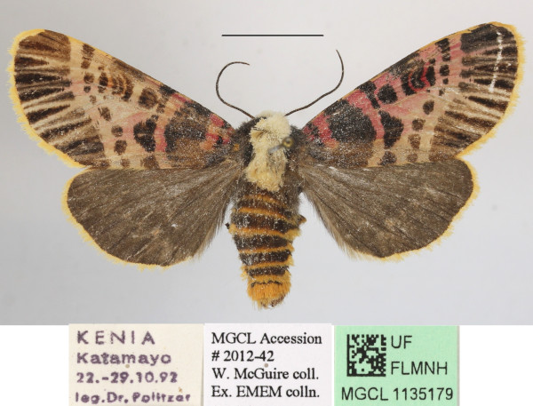 /filer/webapps/moths/media/images/N/nigrofasciatum_Capillamentum_AF_MGCLa_02.jpg